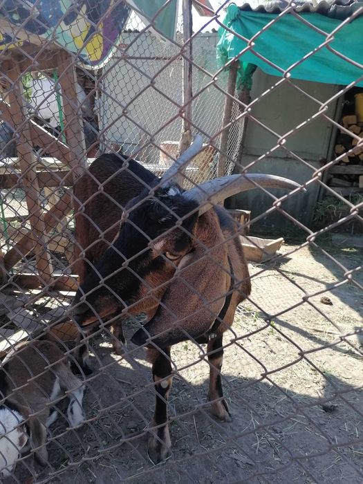 Vând capre Anglo-Nubian