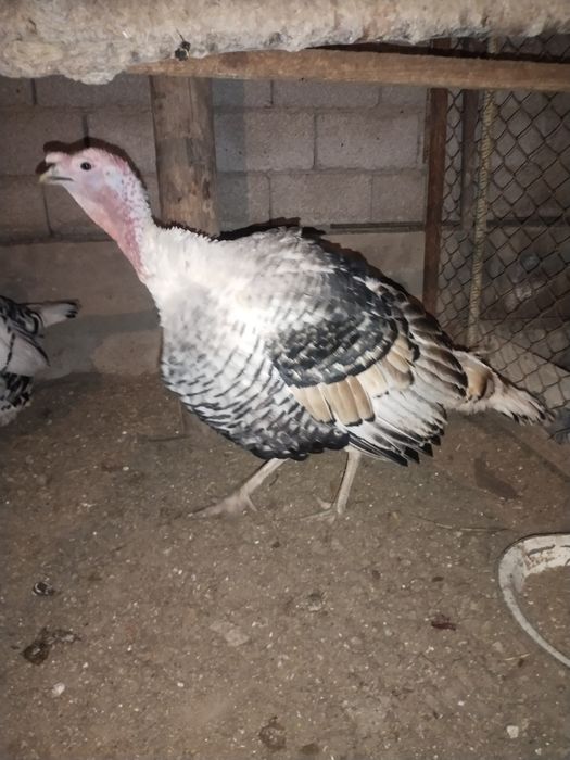 Курка хороз эркак Индюк Kurka Induk Indyuk молодой