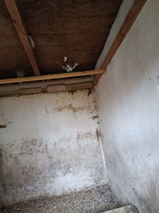 Porumbei jucători de birmigham