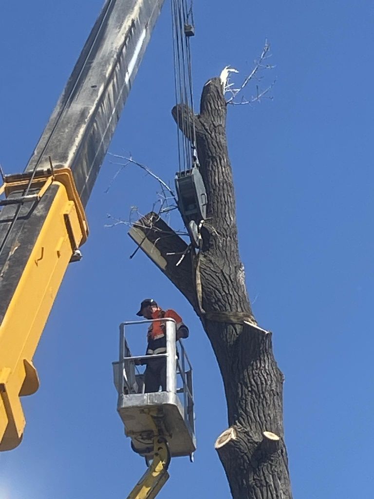 Tăier/Cosmetizare/Arbori Ieftin