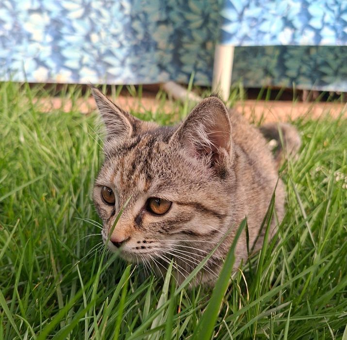 Кошечки в хорошие руки!!