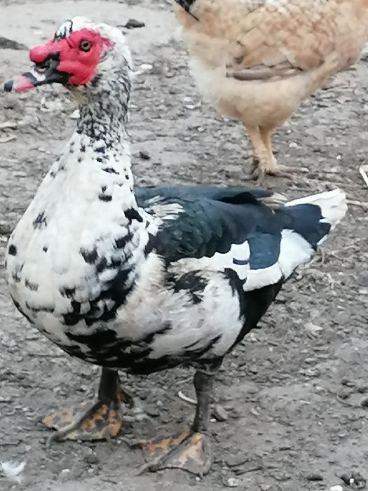 Vand rațe mute (lesesti)