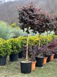 Plante ornamentale decorative pentru grădini elegante