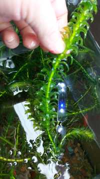Элодея, живое растение в аквариум