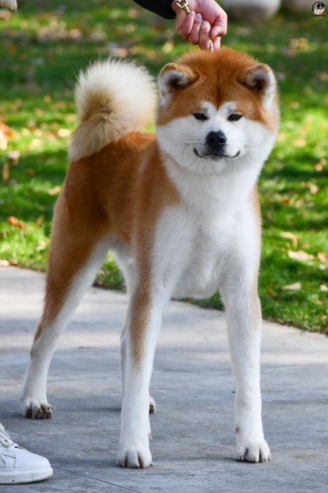 Akita Inu cu pedigree – Cuibul „I” | Tată import Japonia