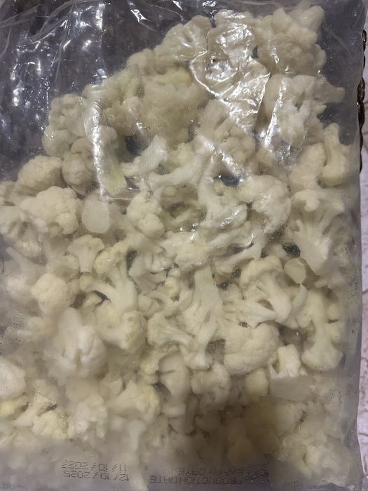 Conopida congelata Egipt