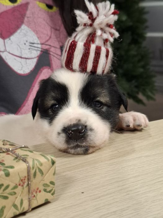 Catelusi puiuti, blanosi, pufosi si jucausi