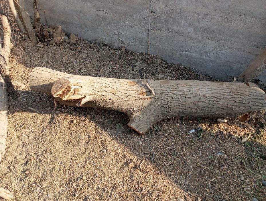 Yongʻoq kundasi yogʻoch qilish uchun ideal