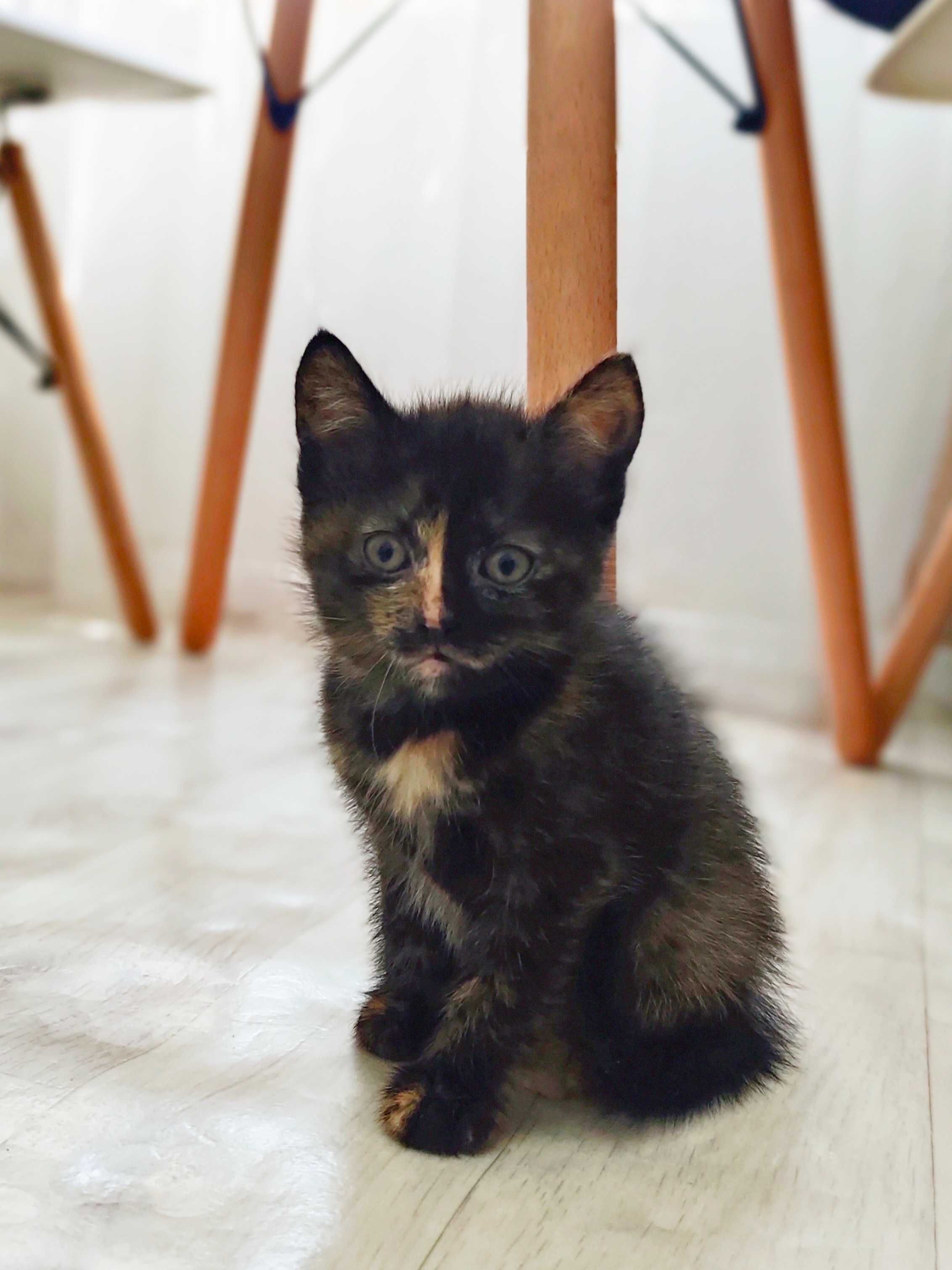 Отдам котят в добрые руки!