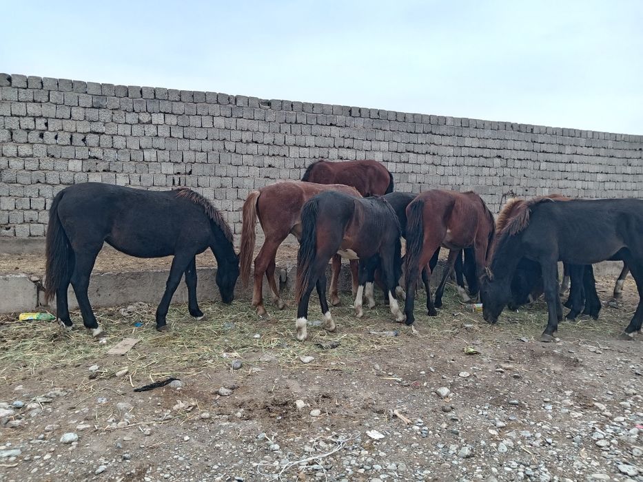 Жылкылар сатылады