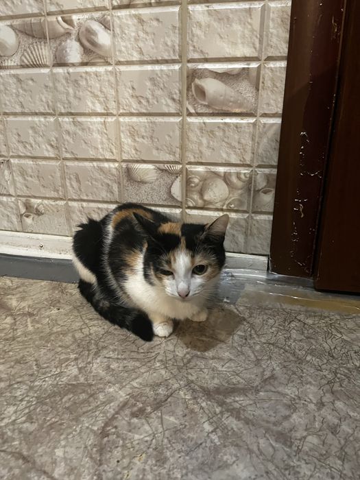 Отдам двух кошек мама и дочь в хорошие руки черная кошка не рожала