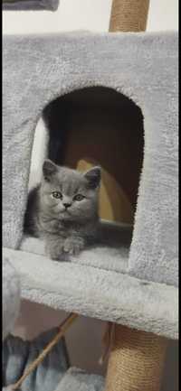 Pui british shorthair blue