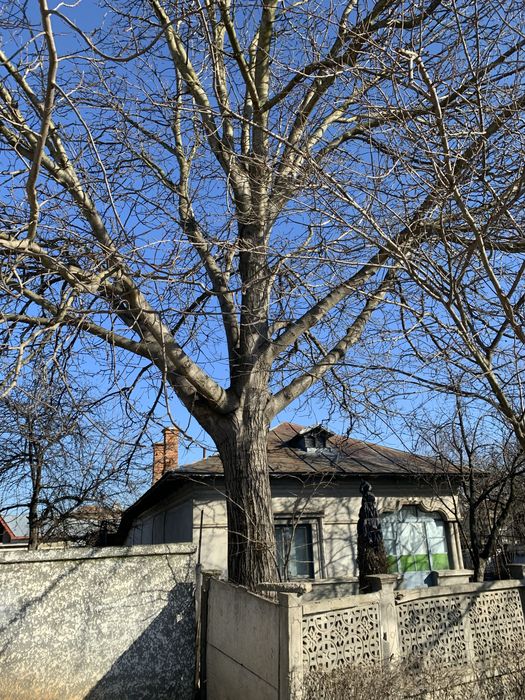 Trunchi de nuc taiat