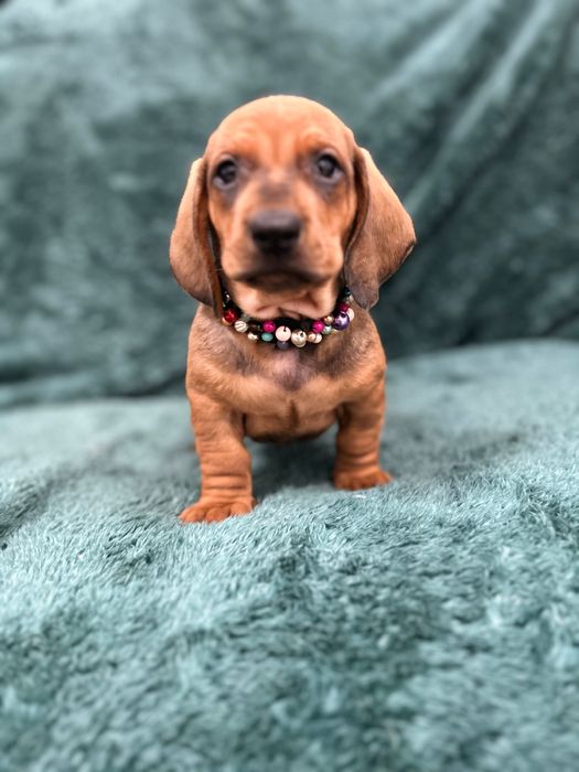 Catel teckel tekel cu Pedigree FCI