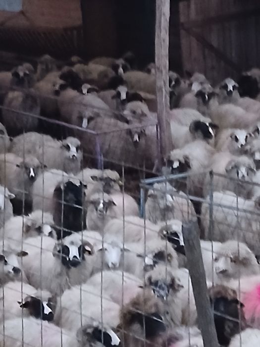 Vind 50 oii pe ales cu mieii