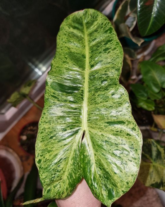 Комнатные цветы Филодендрон Параисо верде