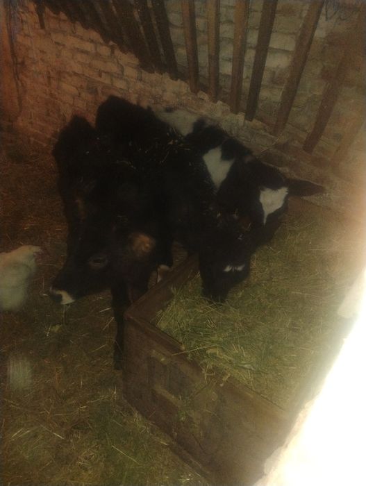 Продавам три  телета