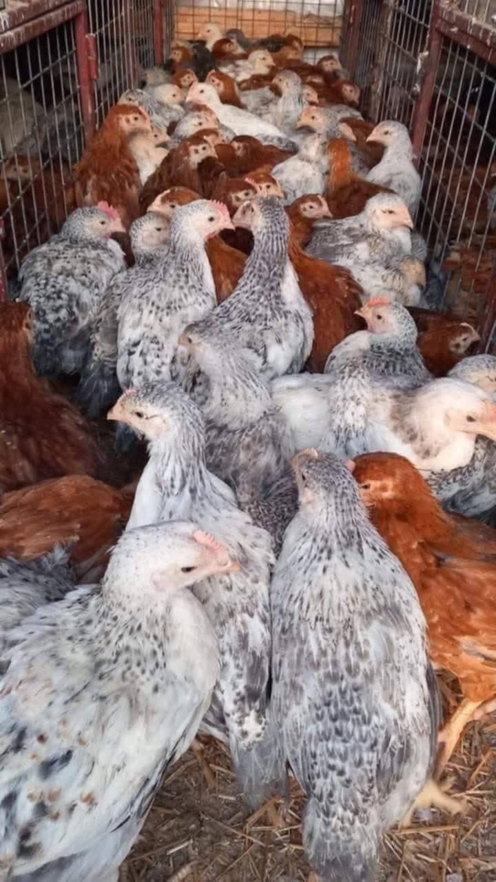 Vând pui de carne și pui colorat