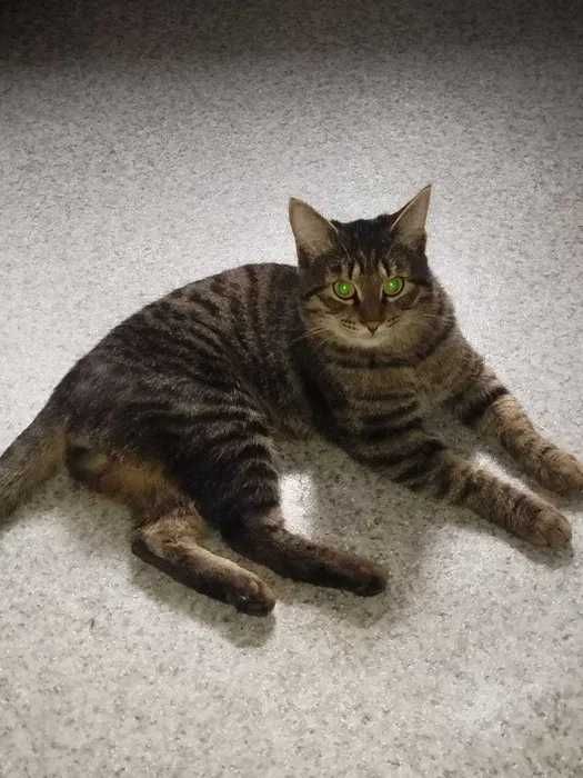 Молодой кот в добрые руки (1 год, кастрирован)