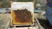Продам натуральный горный свежий мед
