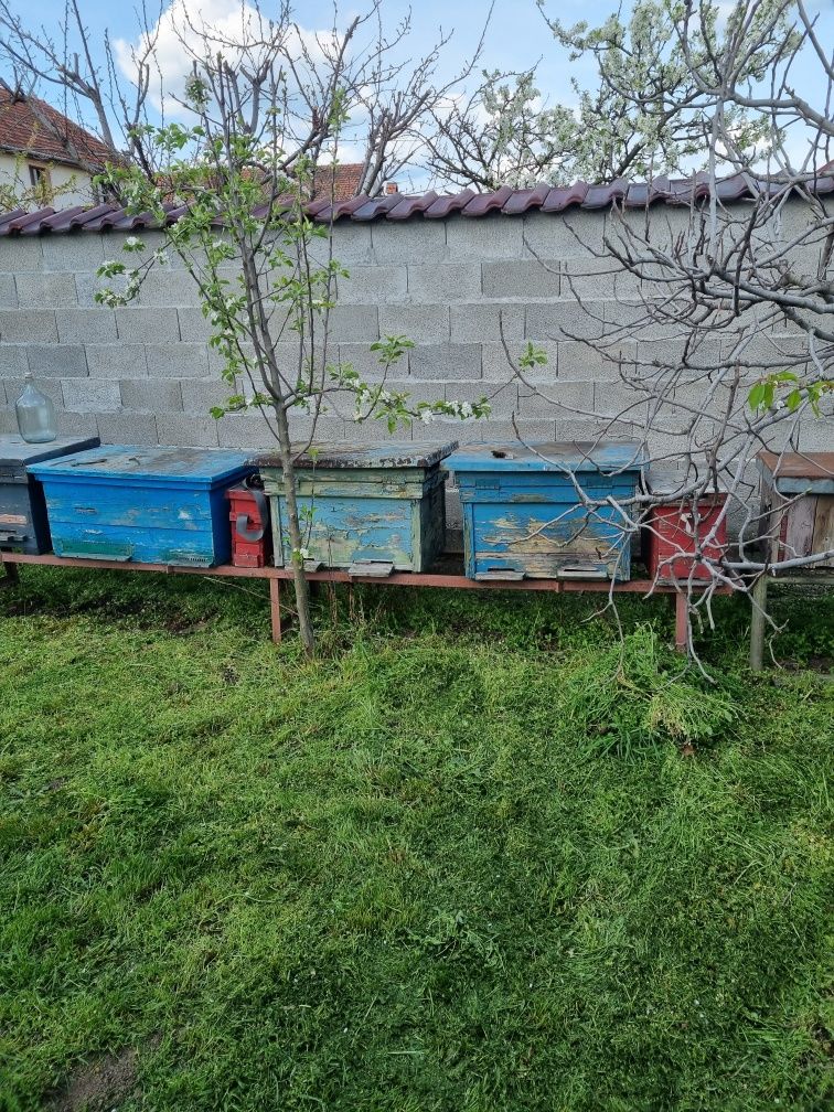 Vind lăzi de stupi 50 lei buc și suport din fer
