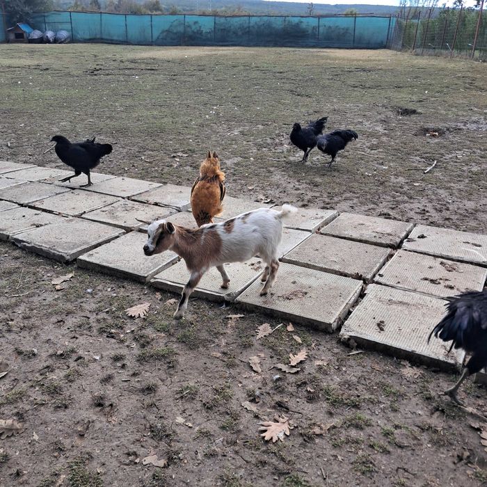 Нигерийски мини кози