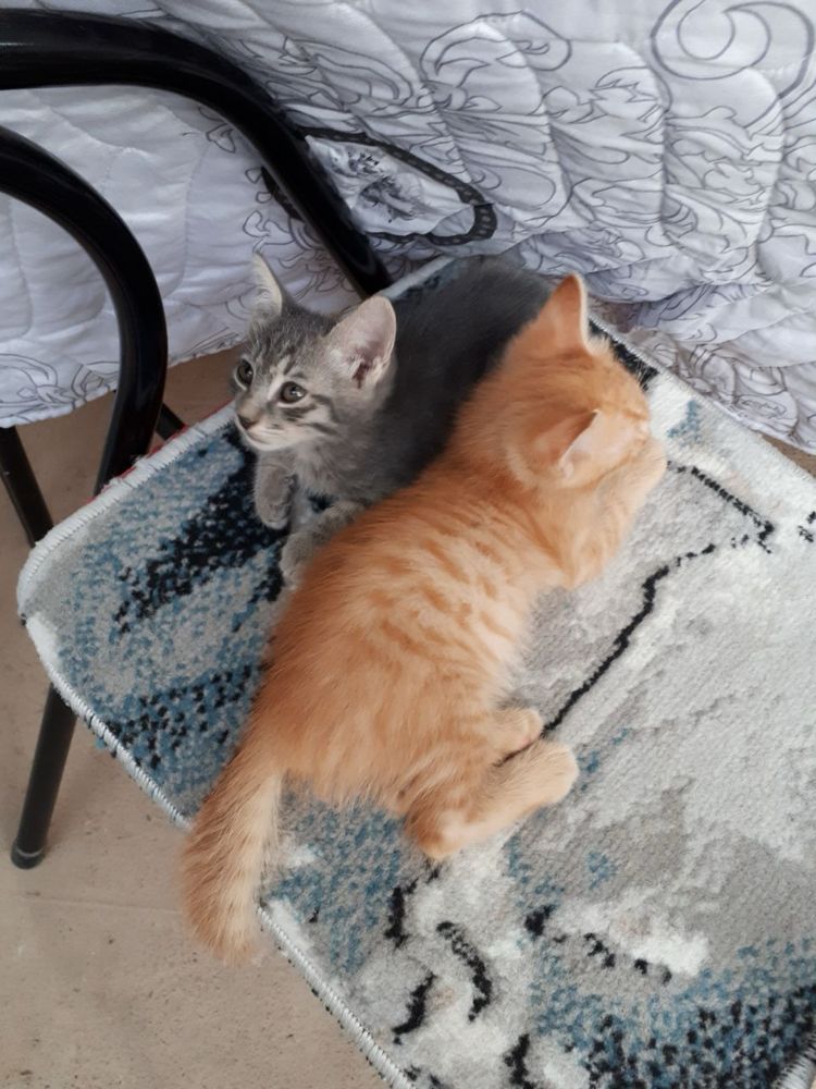 Котята ждут своего человека!