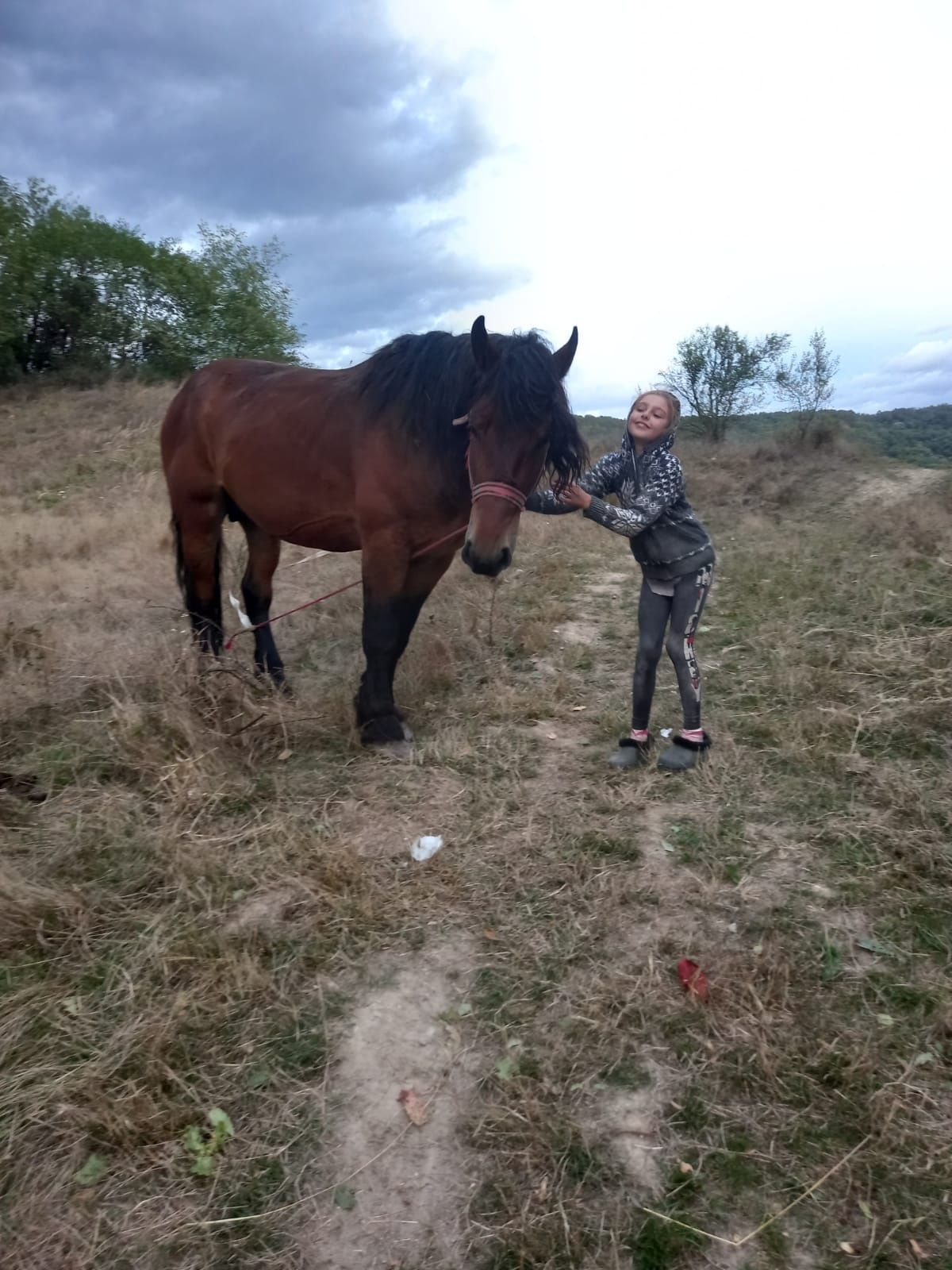 Vând cârlan 3 ani cuminte fără defecte