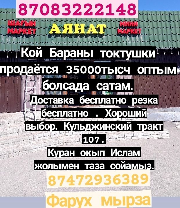 Кой Бараны токтушки продаётся 35000тысч г Алматы. Адрес Халык арена