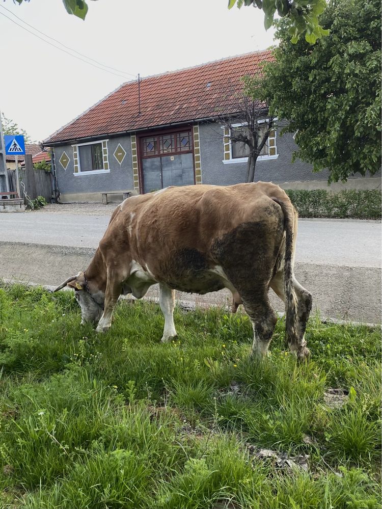 Vand vaca bălțată romaneasca