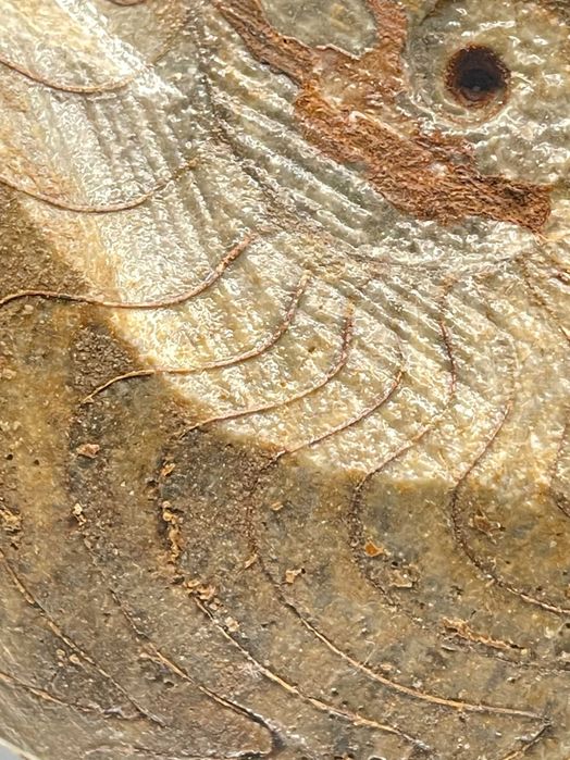 Фосил Масивен Гониатит (125 мм) – XL размер, естествен и неполиран