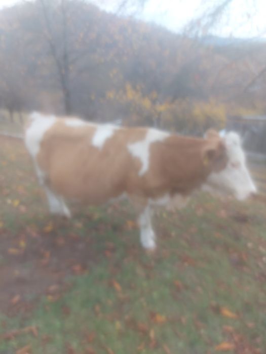 Vând vaca de ținut sau abator