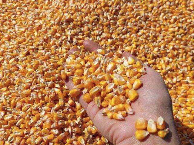 Porumb productie 2025 - 8 tone - Erbiceni