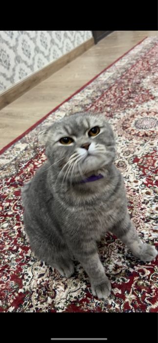Продам своего породистого кота