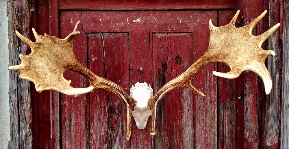 Trofeu Cerb Lopatar Impecabil