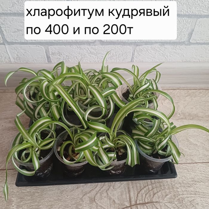 Продам цветы разные