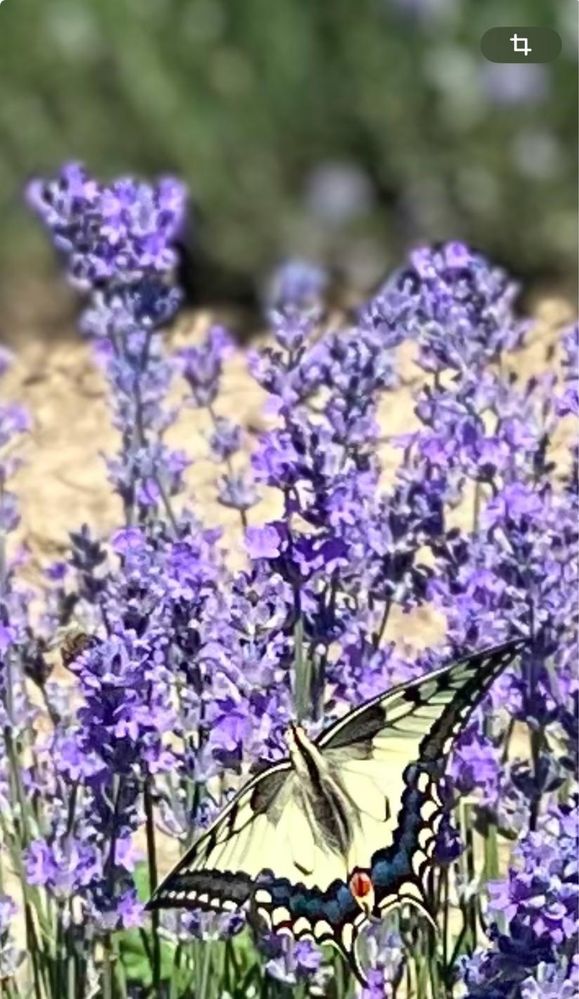 Vand floare de lavanda pt distilat
