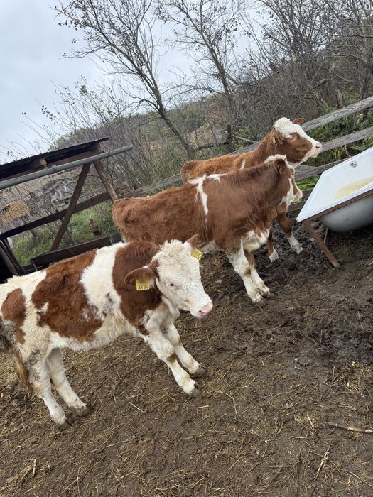 Vand 3 vitele bune din mame bune