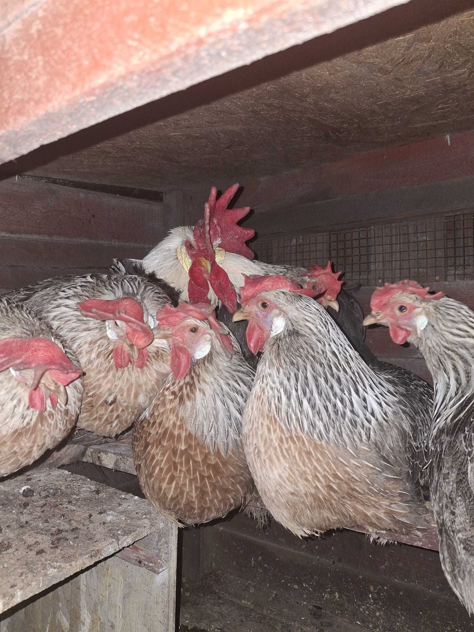 De vanzare oua incubat australorp si italian argintiu