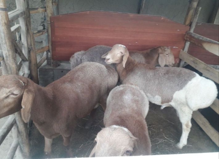 qo'chqorla uyda boqilgan semiz. Joxori bug'doy xashak bilan boqilgan