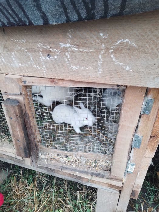 Iepurași de vânzare