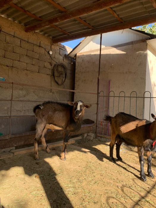 Теке  8 ай породасы әкесі чех, шешесі альпийский сүтті 4-5 литр сүт бе