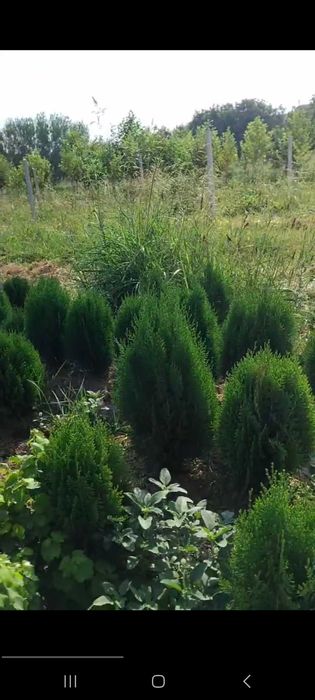 Туя кучатлари сотилади