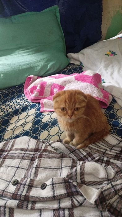 Продам котенка вислоухий