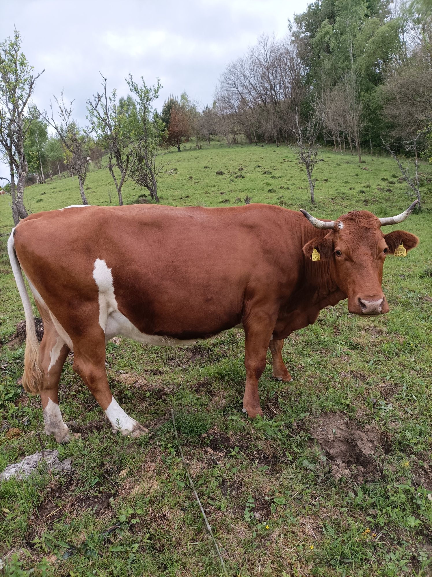 Vând vaca bălțată