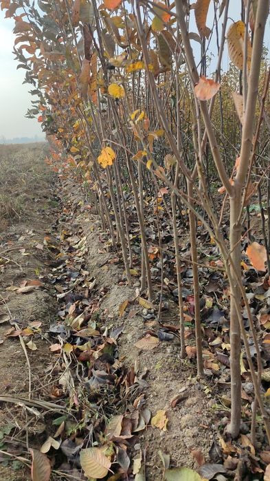 Olcha gilos koʻchatlari bor