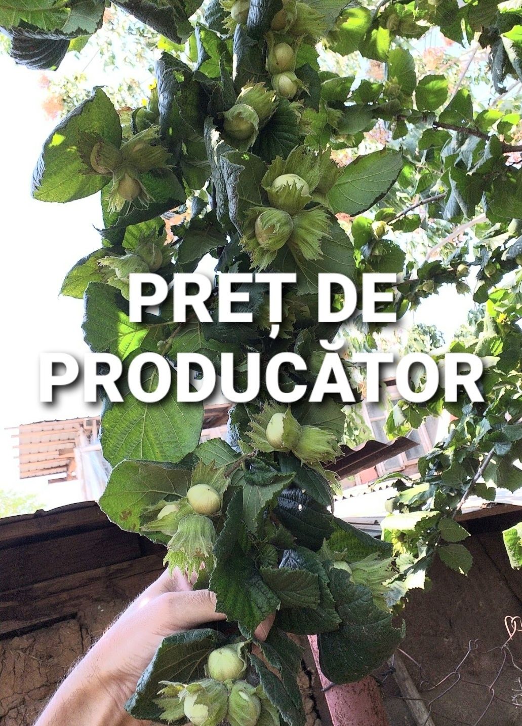 Puieti de aluni direct de la producator.