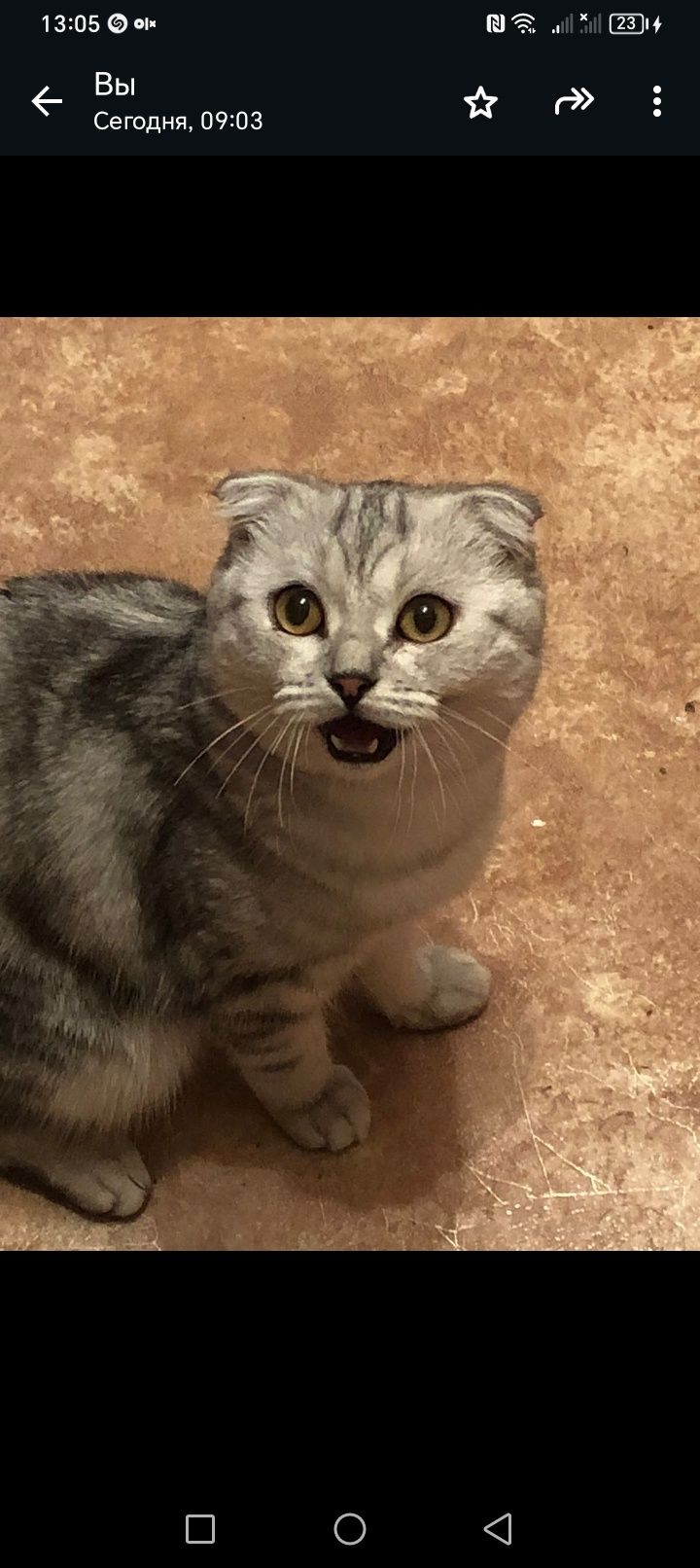 Кот на вязку вислоухие