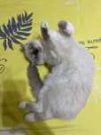 Scottish fold 1 ga toʻlmagan oʻyin qaroq