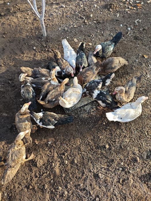 Идиутка оптом сатылады